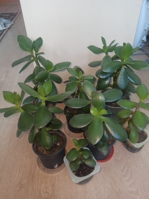 Продам грошове дерево різних розмірів,25-250