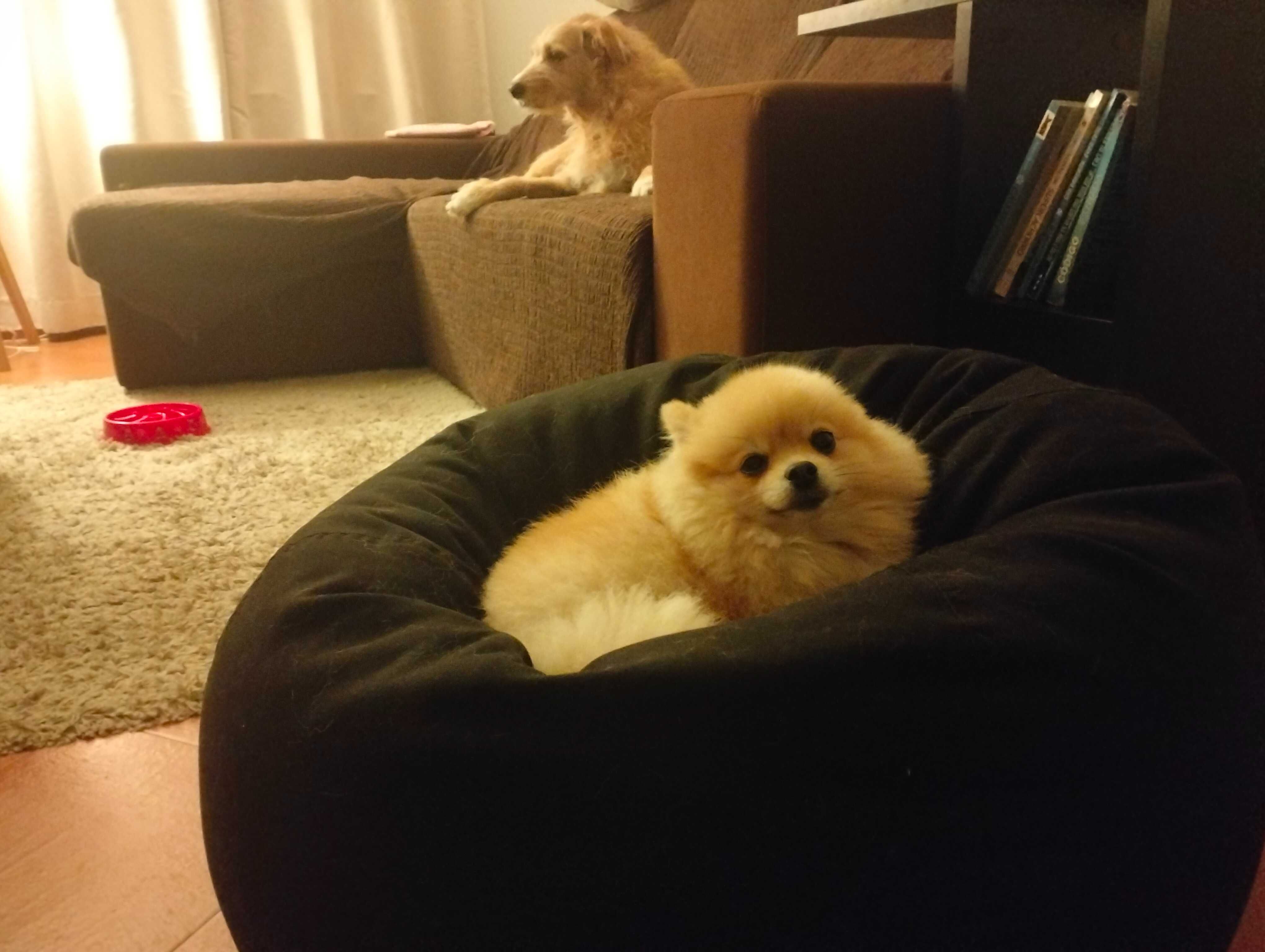 Passeios/Pet sitting/ hotel familiar