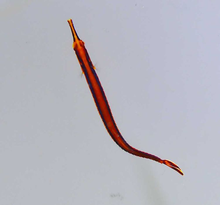 Doryrhamphus melanopleura - kolorowy mieszkaniec raf koralowych