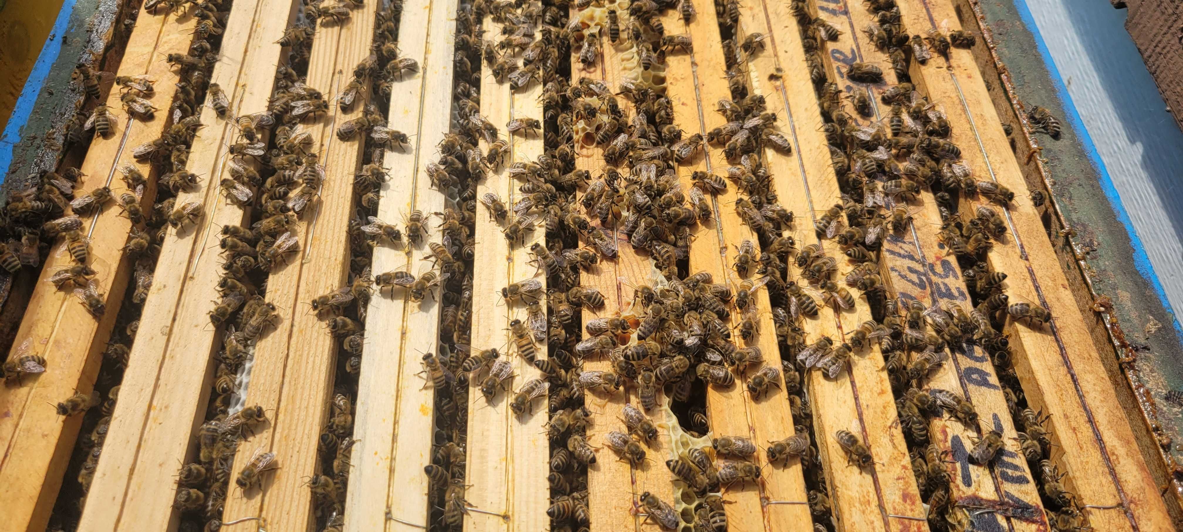 Propolis,miód,pyłek!