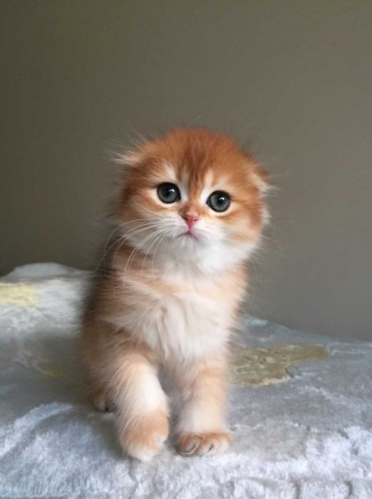 Kotka szkocka zwisłoucha, color złota szynszyla, długowłosa