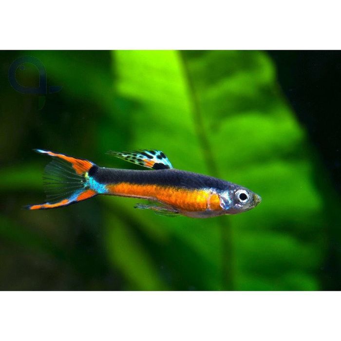 Endler Santa Maria