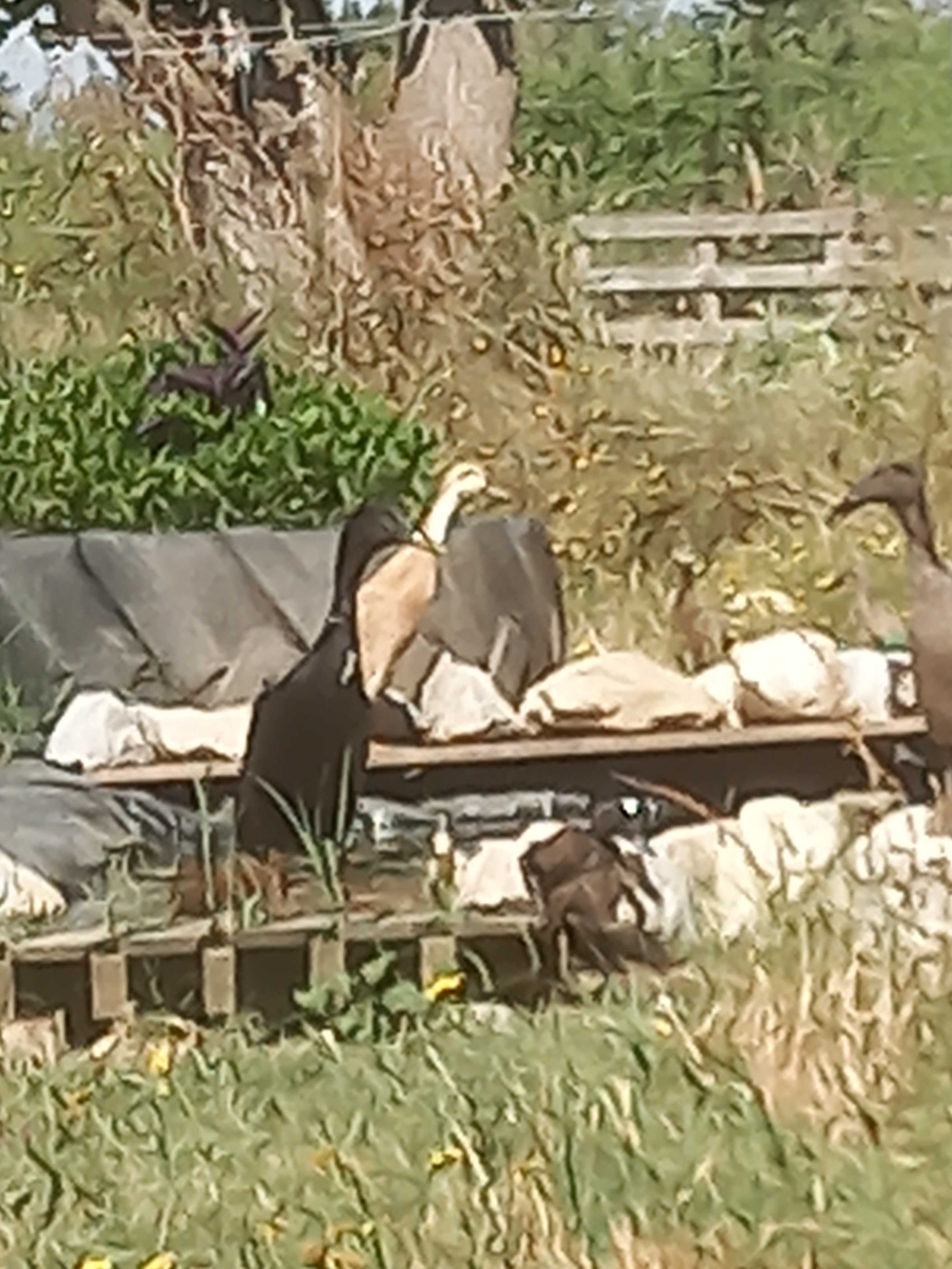 Patos corredores indianos