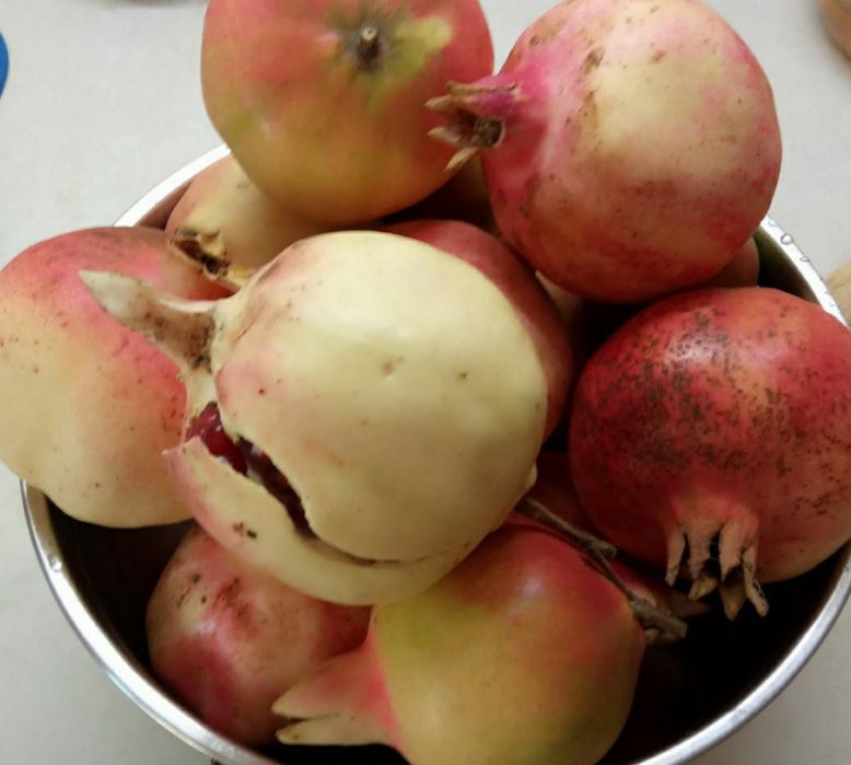 Саженцы инжира Шави Легви