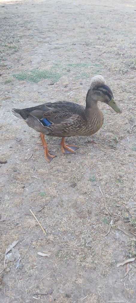 Casal de Patos Pompom
