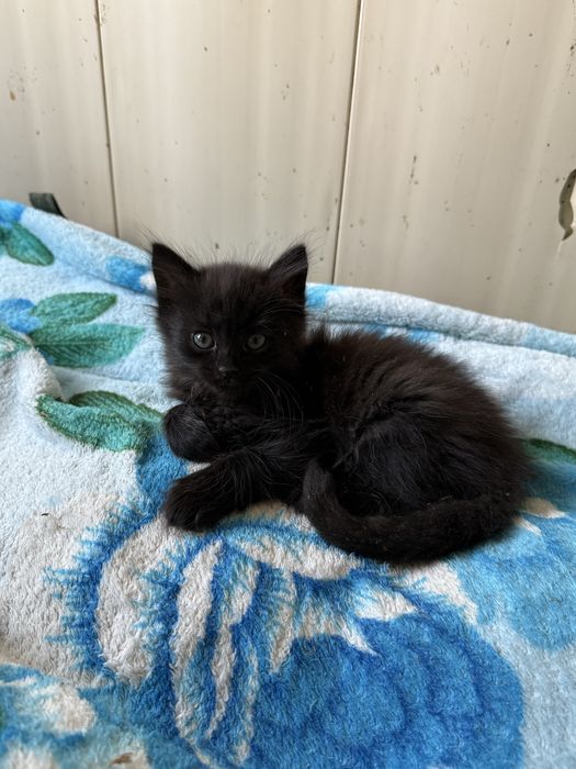 Потрібен дім Нужен дом котенку Черная кошечка