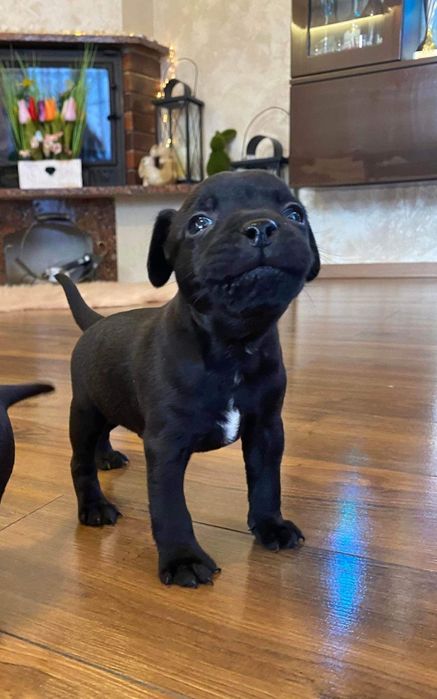 Patterdale terrier FCI