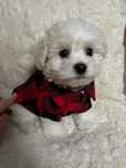 Bichon Frise piesek FCI