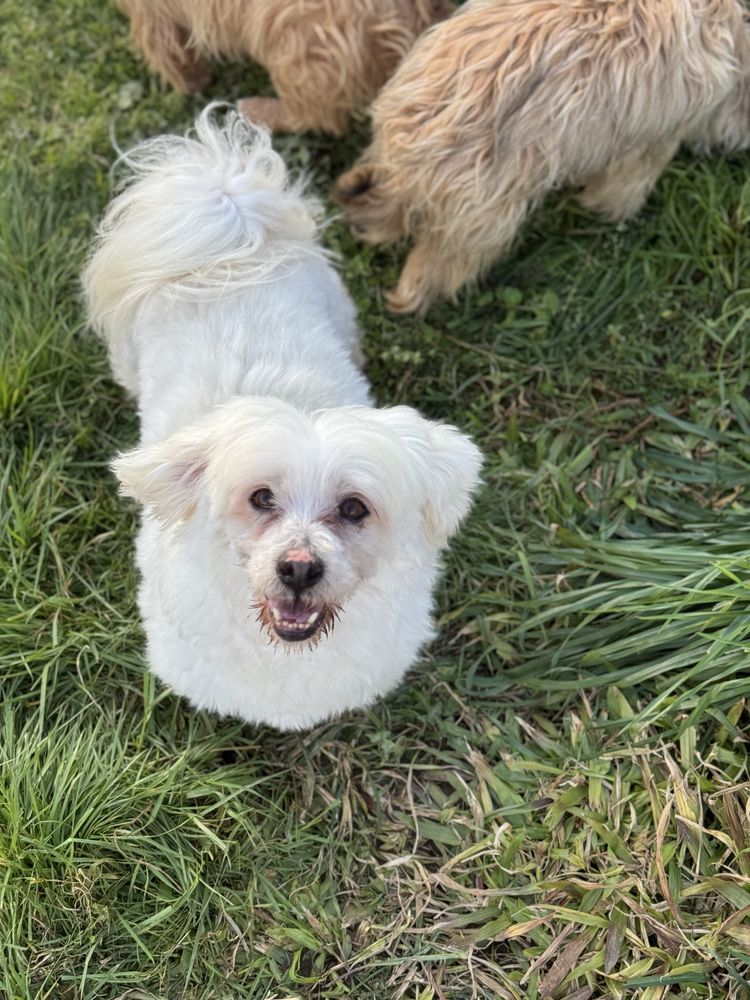 Snoopy - 7 anos, porte pequeno (7kg)