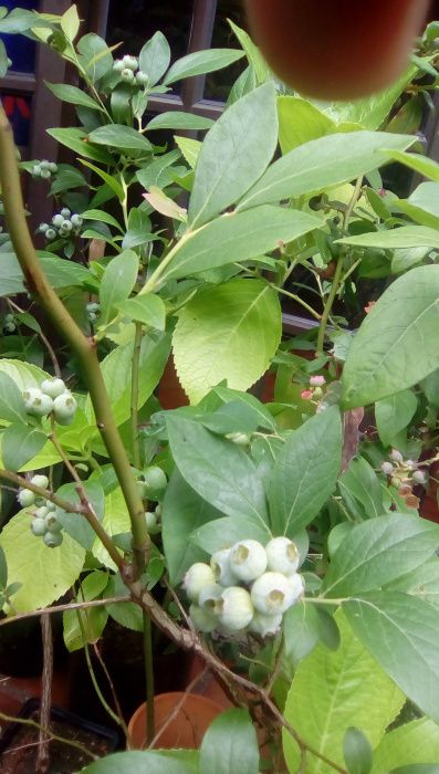 planta mirtilo "goldtraube" e "ozarkblue" com fruto 1,25mt