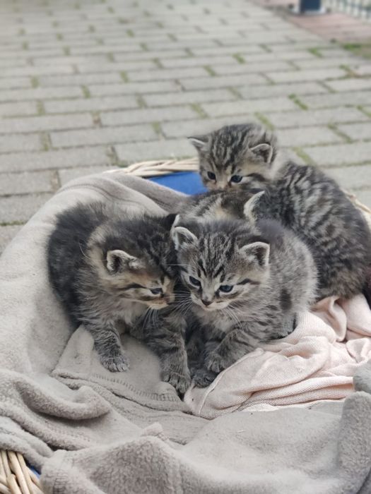 Oddam małe kotki. Rezerwacja