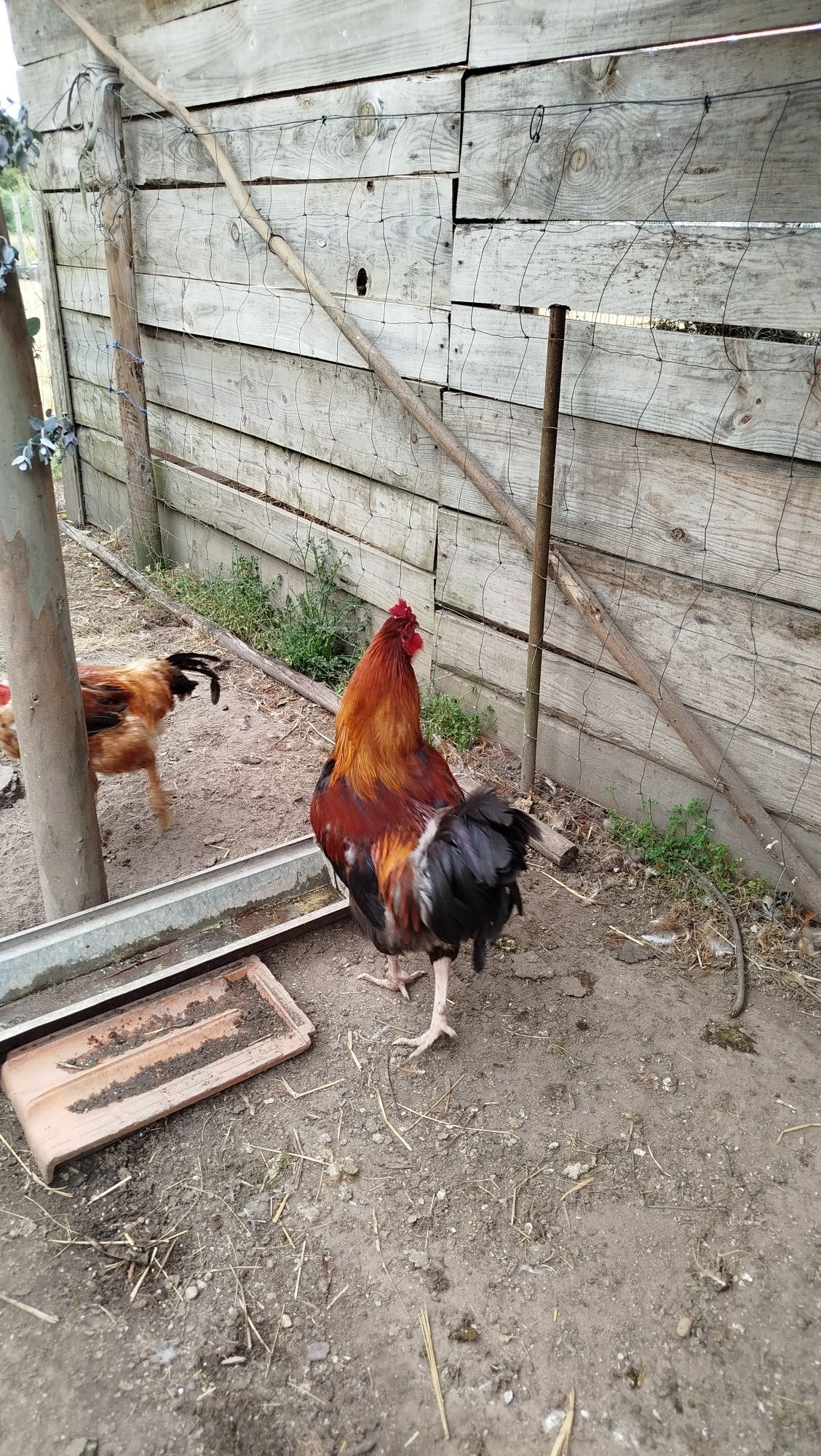 Galos caseiros adultos 25€