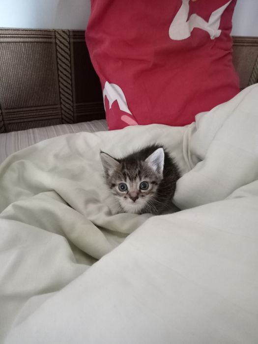 Котики в добрі руки
