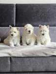 West highland white terrier