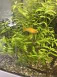 Vendo peixes plantas etc