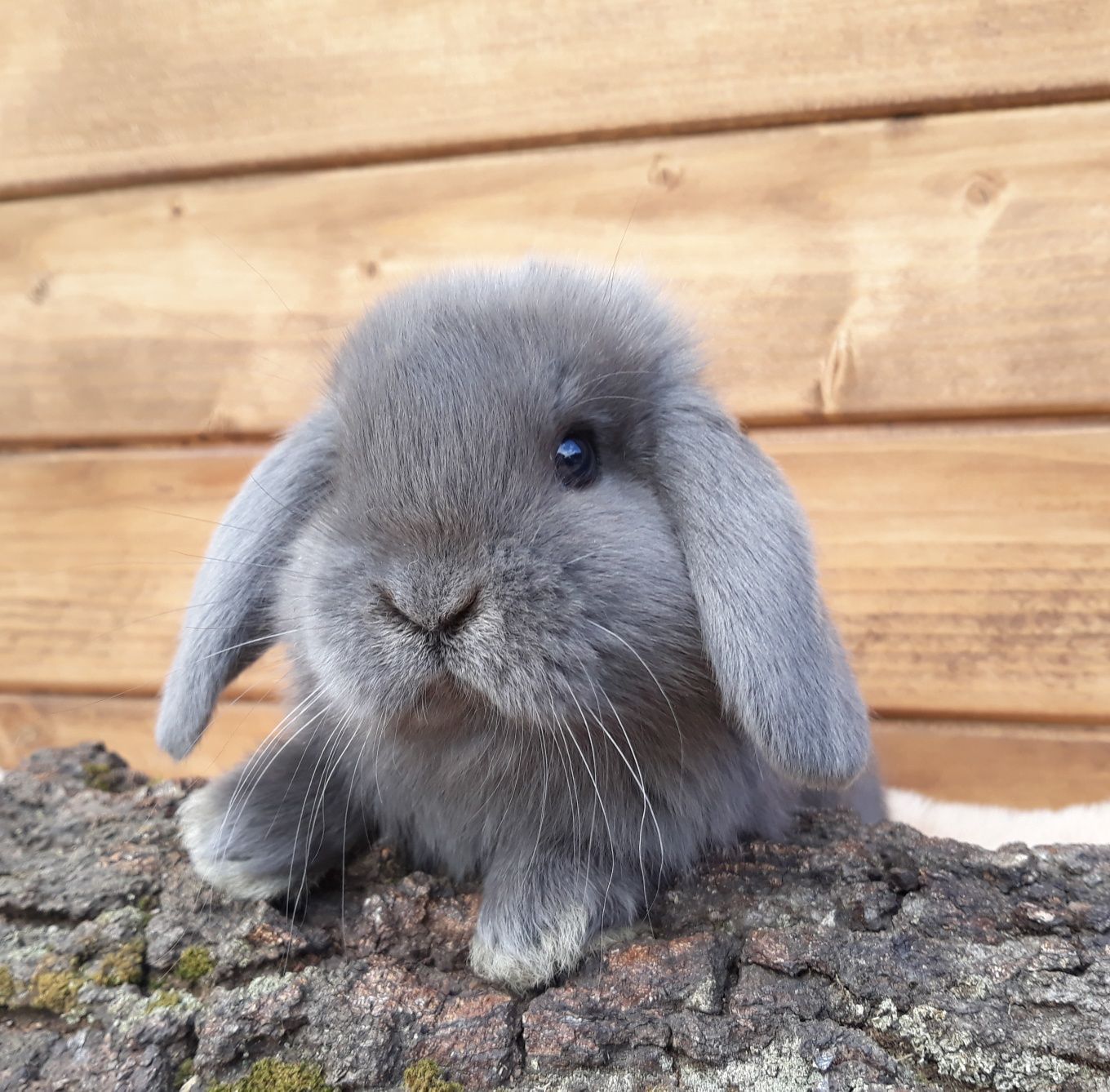 Królik karzełek baran niebieski mini lop