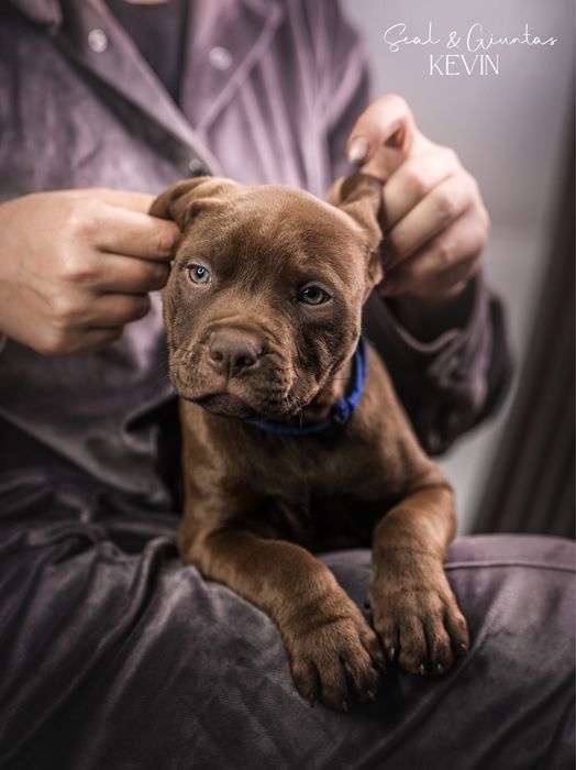 Пітбуль хлопчик Кевін