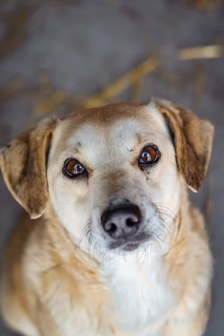 Pokochaj Zdzisława i adoptuj