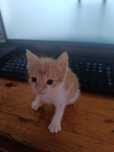 Gato com cerca de 4 semanas