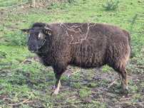 Carneiro Texel -