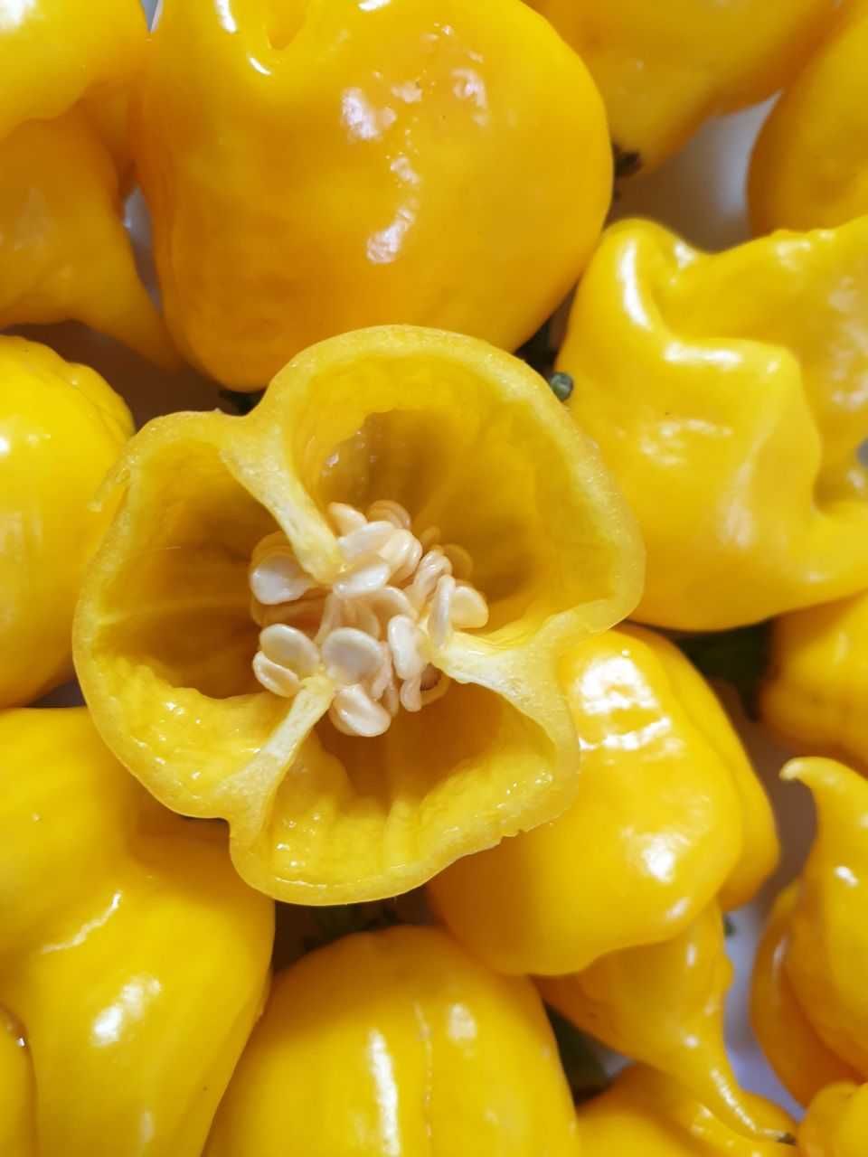 Продам насіння Carolina Reaper Yellow/ Кароліна Ріпер Жовтий
