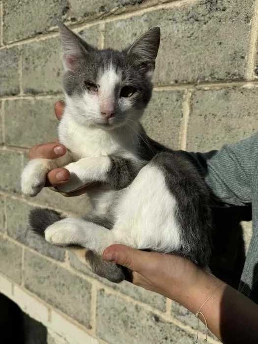 Kocie dziecko do pilnej adopcji