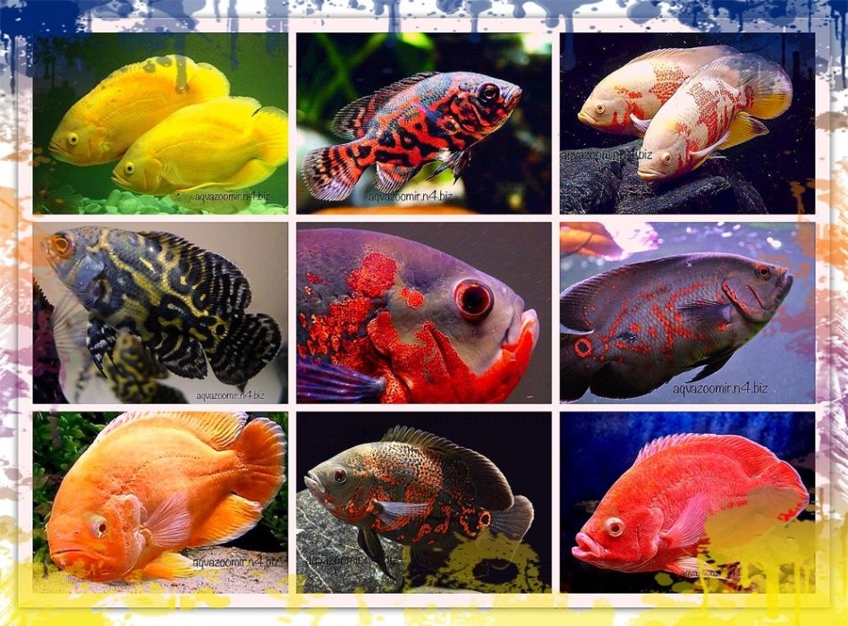 Астронотус Оцелатус Astronotus Аквариумные Цихлиды