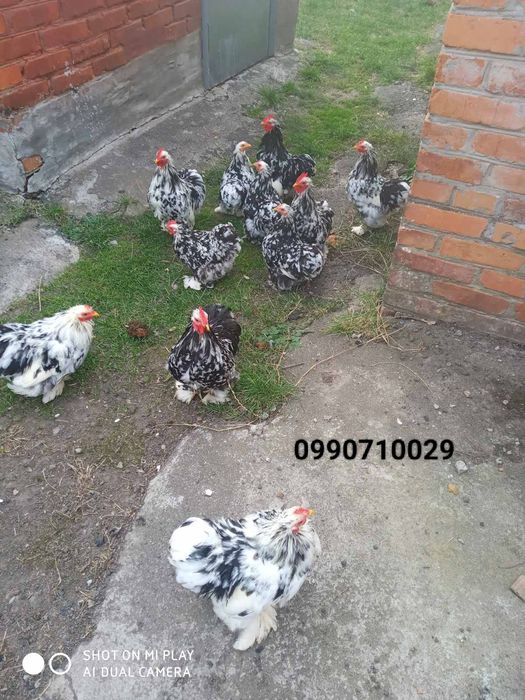 Сільськогосподарські тварини