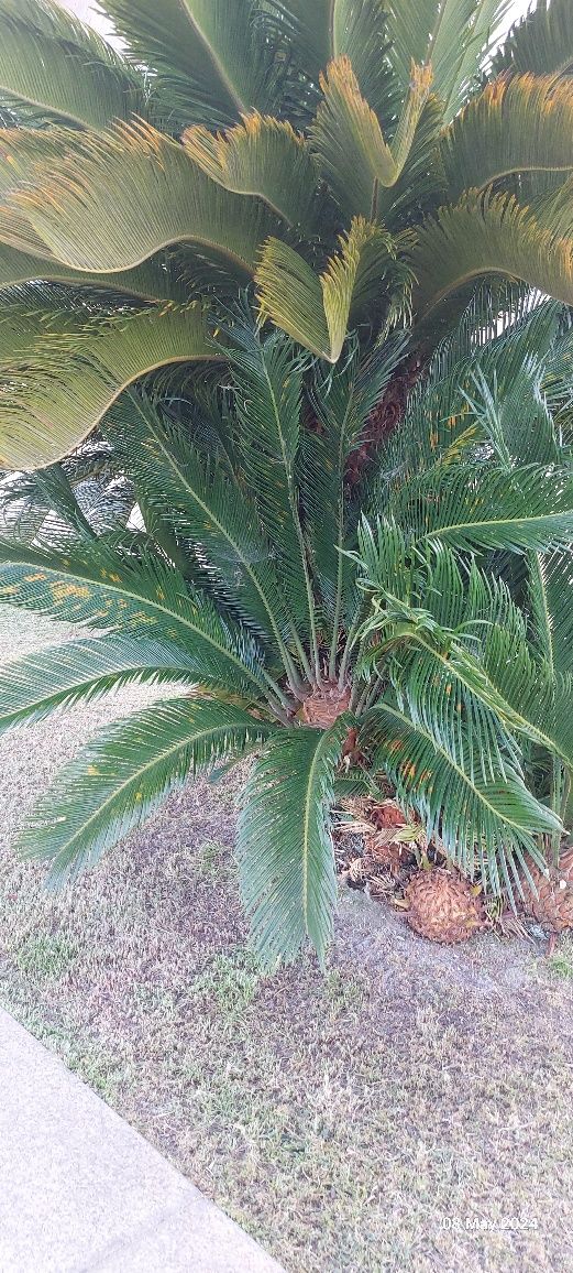 Rebentos Cyca Revoluta