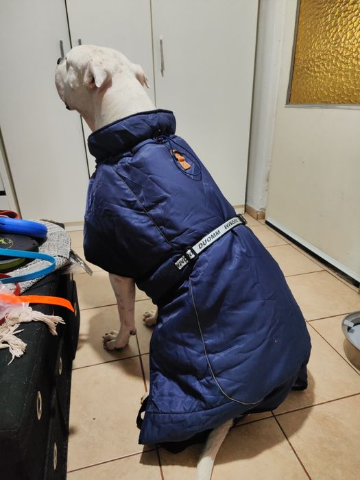 Derka 76cm zimowa dla Doga Cane Corso itp