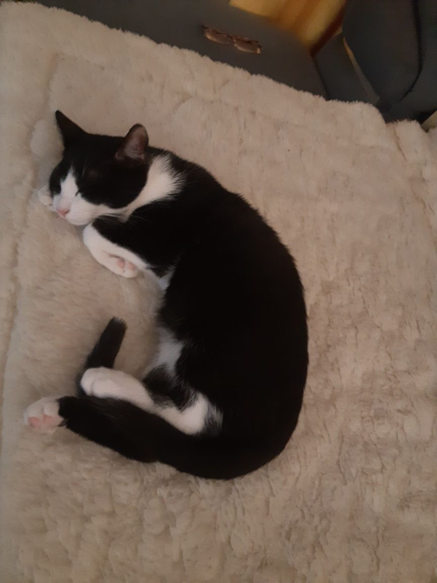 Zaginął Kot czarno biały Bąbliś