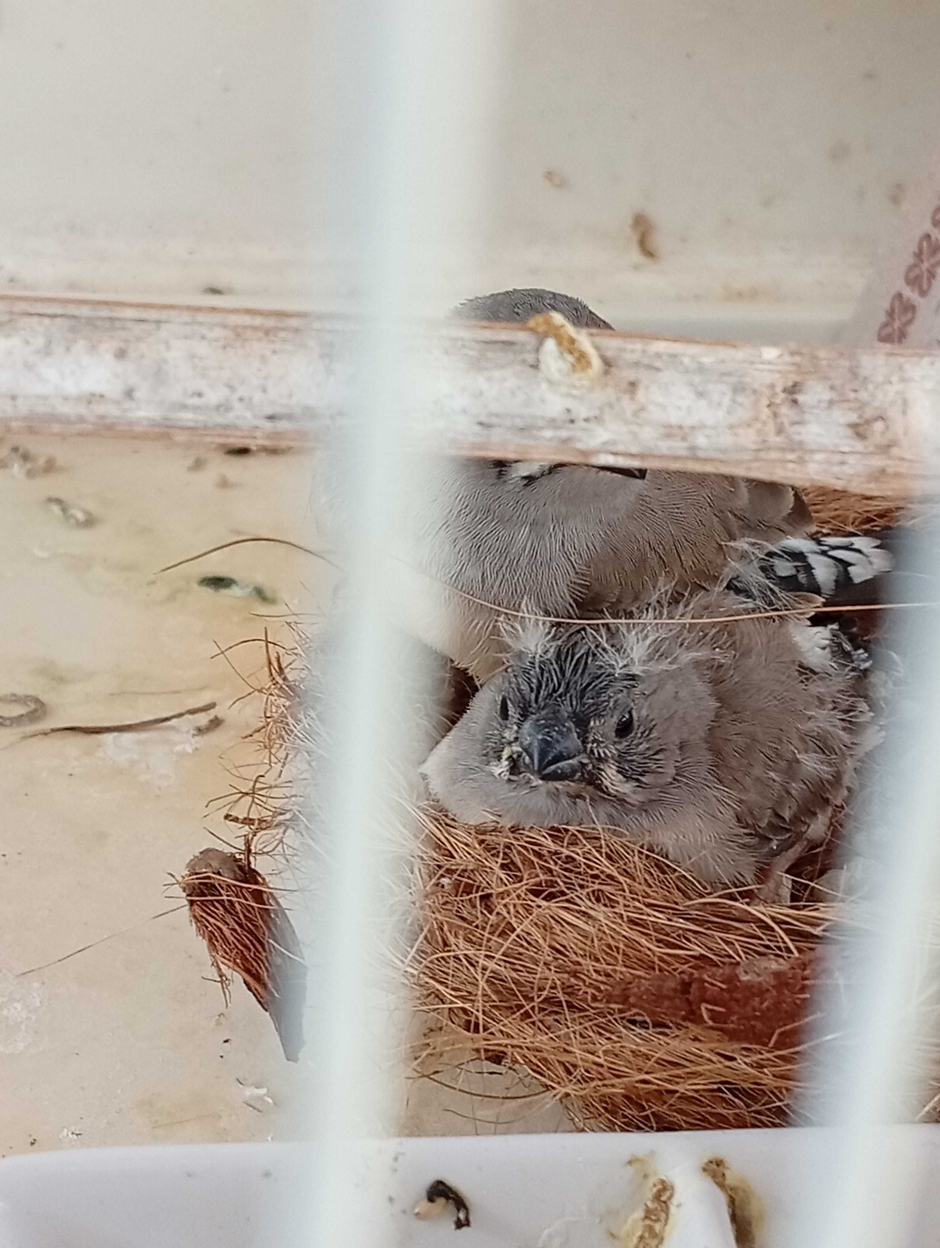 Vendo mandarins, primeira ninhada