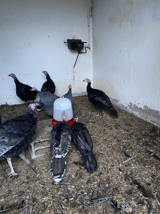 Perus jovens da primavera de 2025