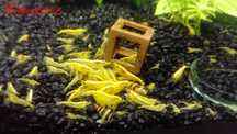 Krewetki Yellow Neon Żółte Z Pasem Białym 10+1 Gratis