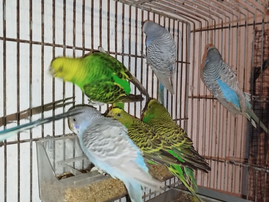 Piriquitos australianos