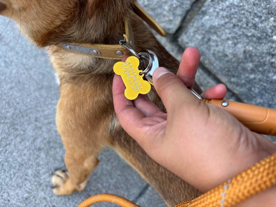 Cão caramelo para adoção