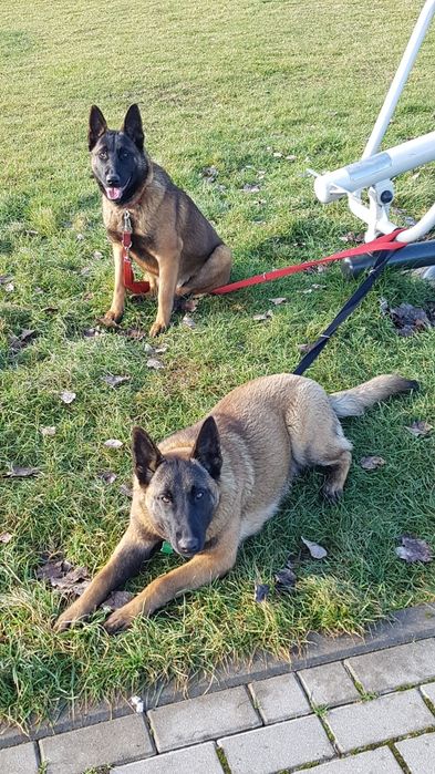 Owczarek belgijski Malinois suczka