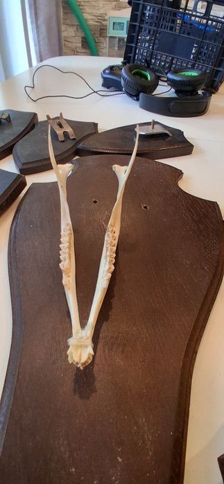 Zęby szczęka czaszki