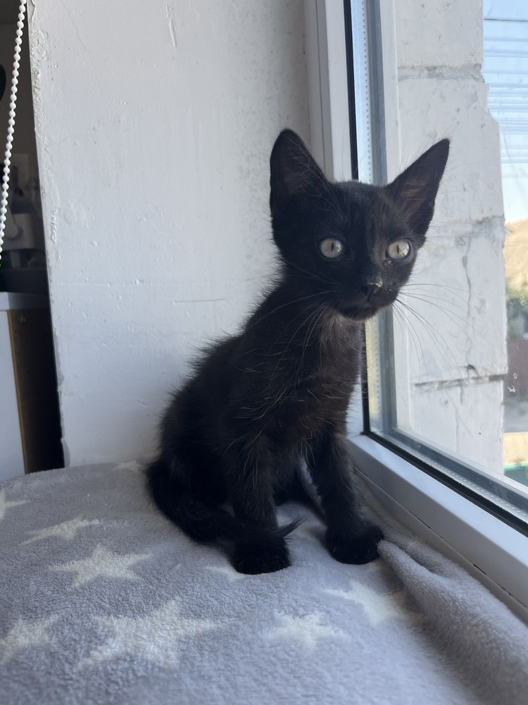 Котенята, котята, котики, котёнок, кіт, кот, котеня хлопчик з притулку