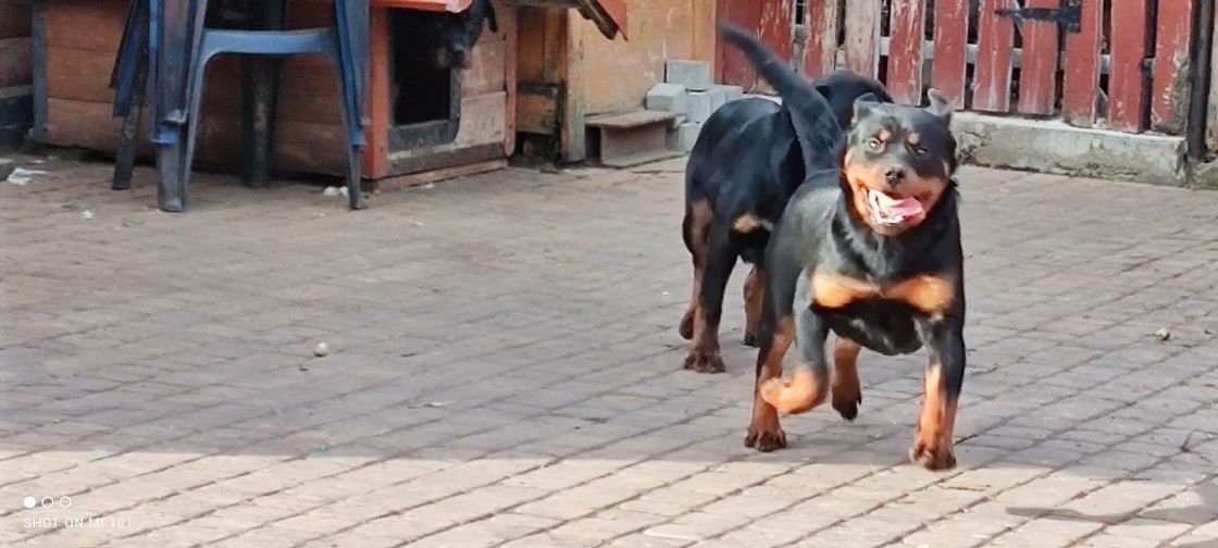 Suczki rottweiler 6 miesięczne z metryką