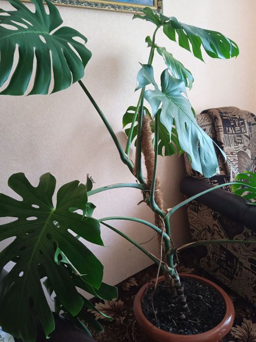 Продам кімнатну Монстеру