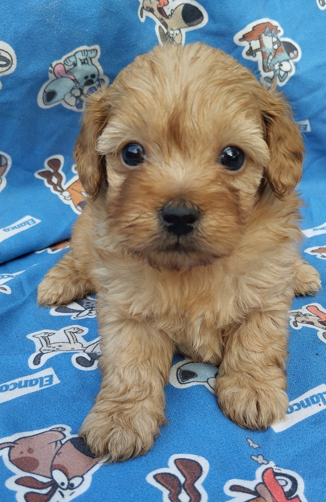 Cavapoo suczka cavapoo f1b ( nie maltipoo maltańczyk pudel cavalier)