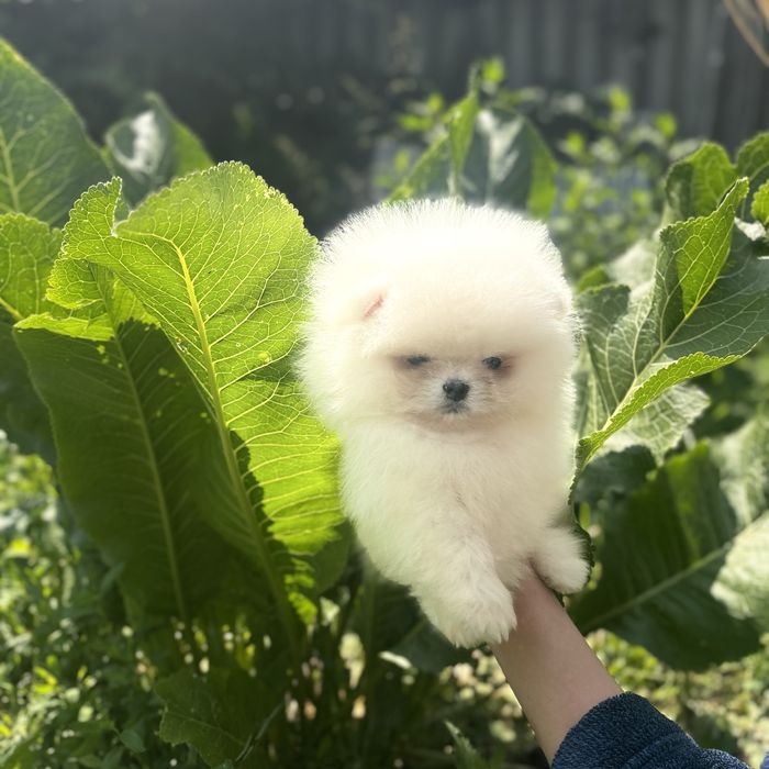 хлопчик шоу класу тип ведмедик