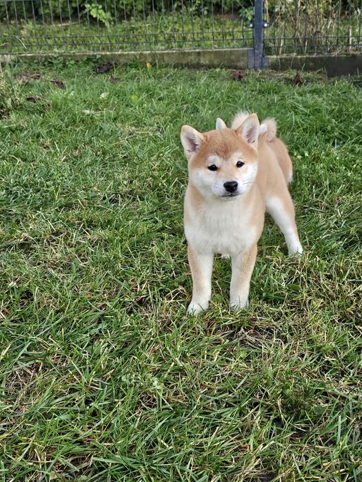 Shiba inu, Shiba doskonały rodowód ZKWP FCI