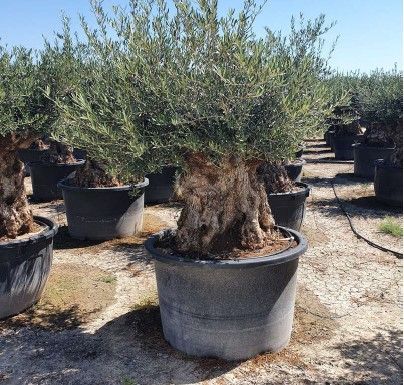 Oliveiras Centenarias - Macro Bonsai - Exemplares