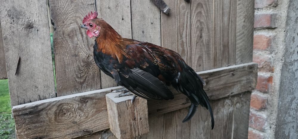 Sprzedam kaczora callduck koguta kochina miniaturkę lawendowego i feni