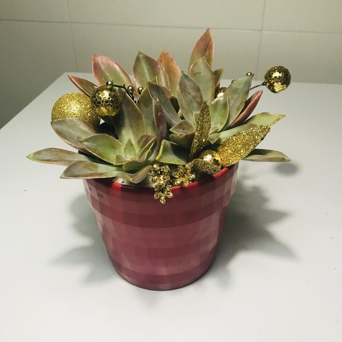 Suculentas em vaso para natal