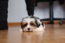 Yorkshire terrier biewer tricolor