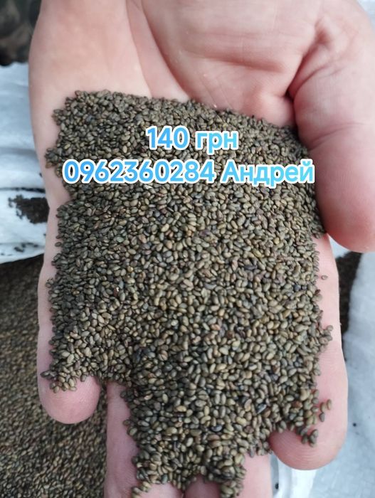 Продам насіння люцерни Надія