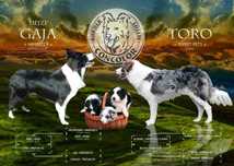 Border Collie - szczeniak czarno-biały, badania rodziców
